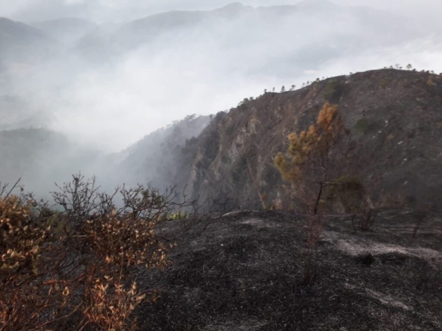 Los daños que produjo el incendio en montañas de El Pinar