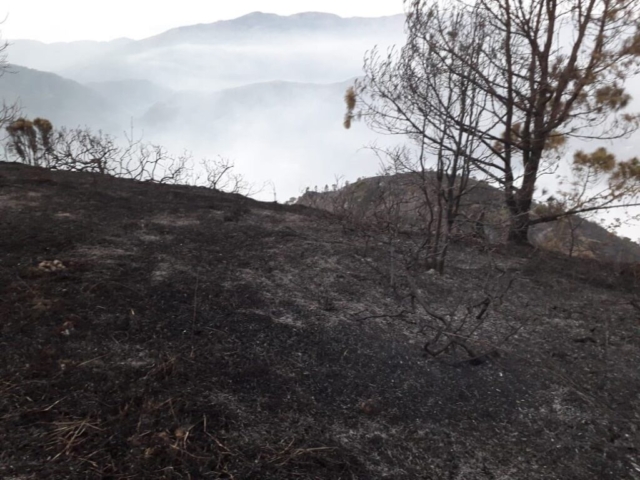 Los daños que produjo el incendio en montañas de El Pinar 2