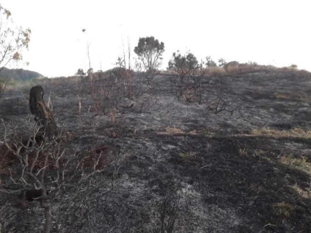 Los daños que produjo el incendio en montañas de El Pinar 3