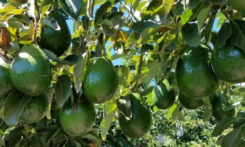 Ocoa apuesta al mercado europeo Luis Fuente convoca encuentro sobre exportación de aguacates