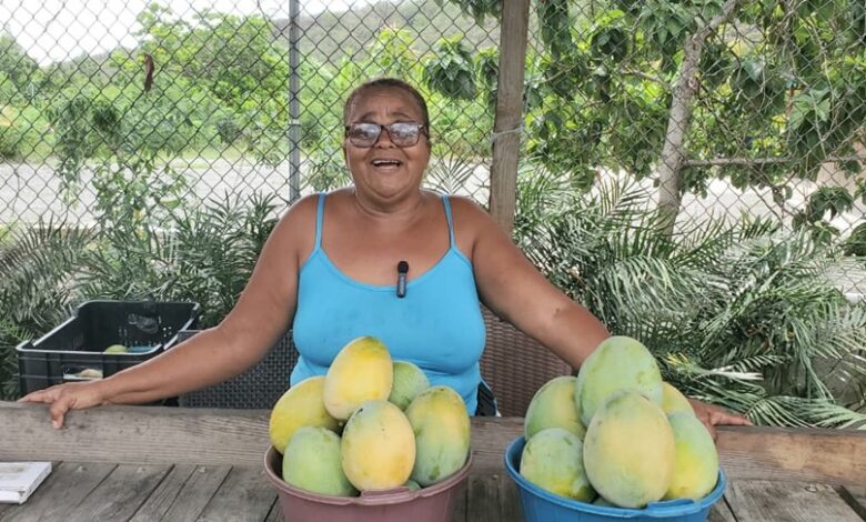 Señora dice puede vender hasta 500 mangos diarios en Los Ranchitos de Ocoa