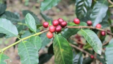 Caficultores en Rancho Arriba de Ocoa definen como desastrosa situación por las lluvias