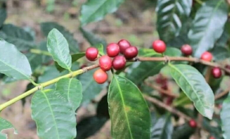 Caficultores en Rancho Arriba de Ocoa definen como desastrosa situación por las lluvias
