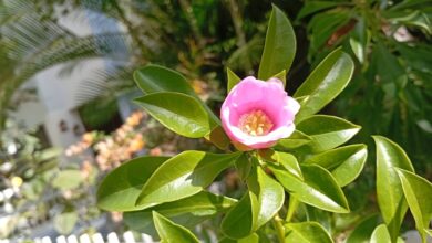 Rosa de Bayahibe